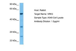 VRK3 Rabbit anti-Human, Polyclonal, Novus Biologicals 0.1 mL | Buy Online | Novus Biologicals | Fisher Scientific